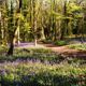 Website-Bluebells-5-Enhanced-SR.jpg