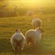 Website-sheep-8a-1-Enhanced-SR.jpg