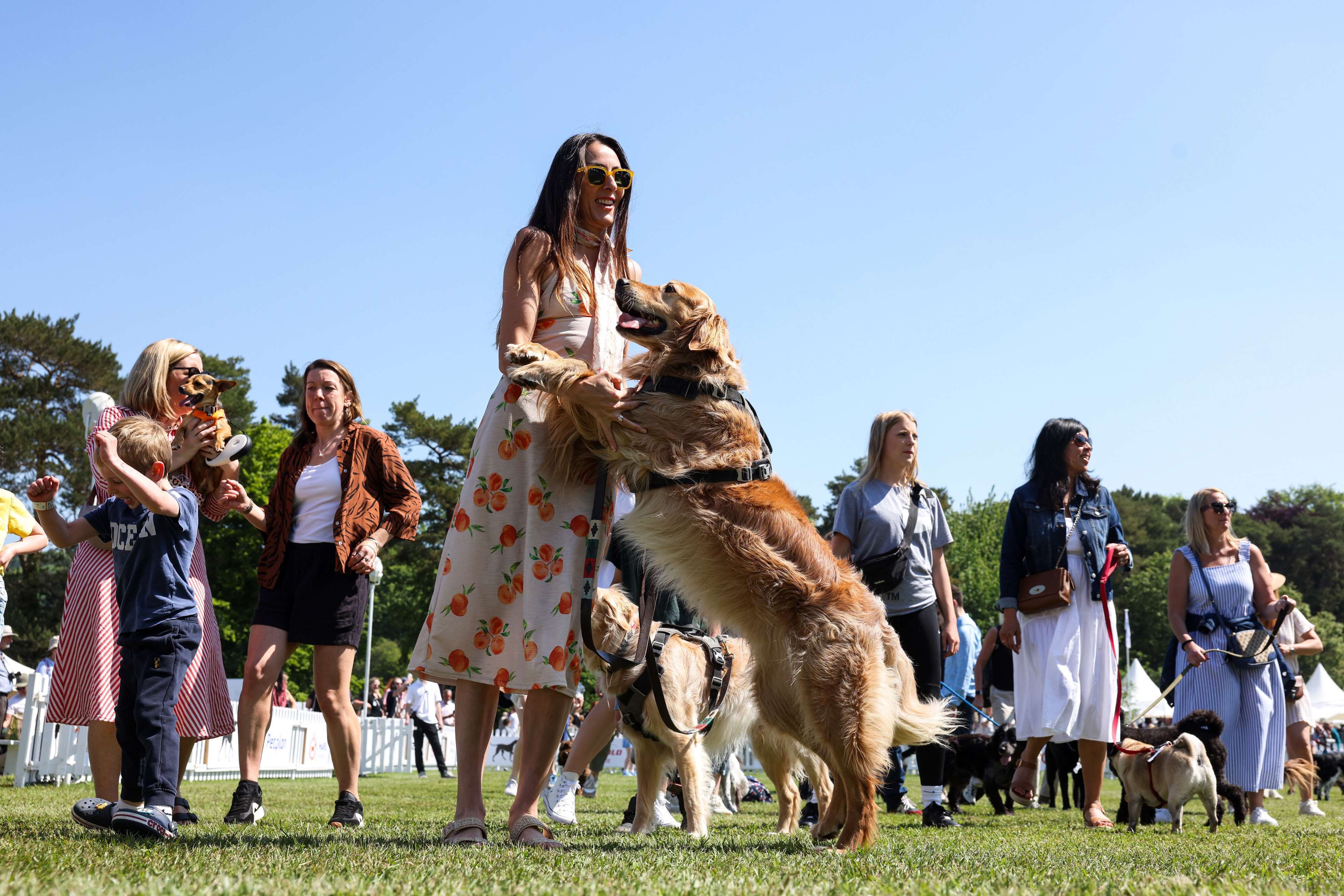 Ministry of Hound Goodwoof Navigating the "Pet-Parent" Economy in Austin