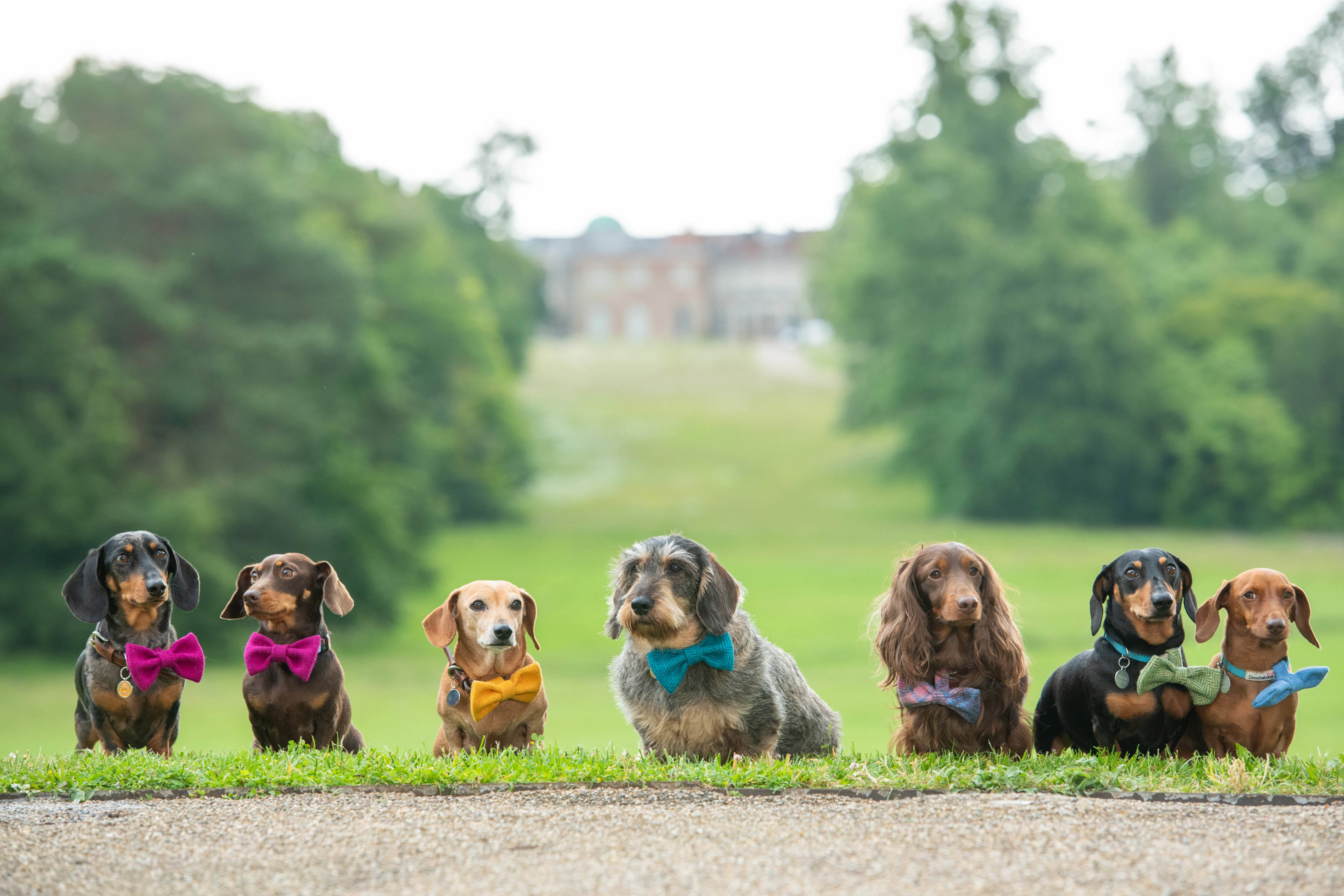 Hot Dog! Dachshund announced as celebrated breed at Goodwoof 2025