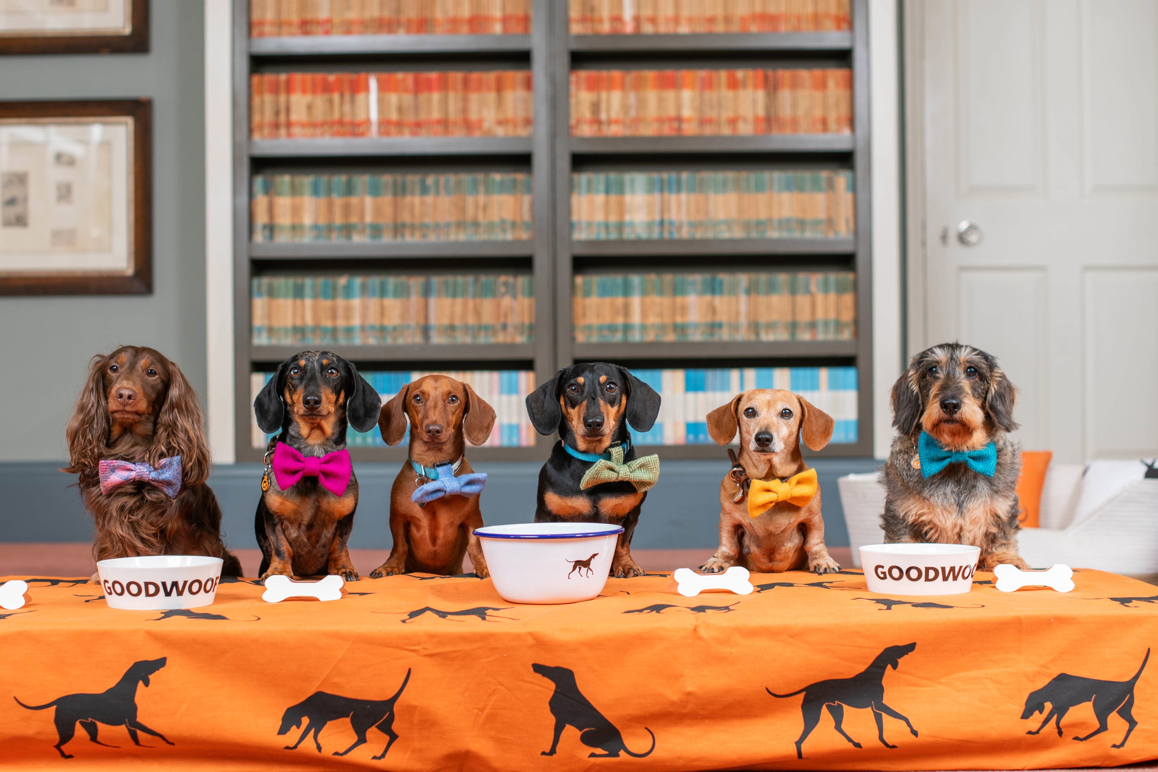 Hot Dog! Dachshund announced as celebrated breed at Goodwoof 2025