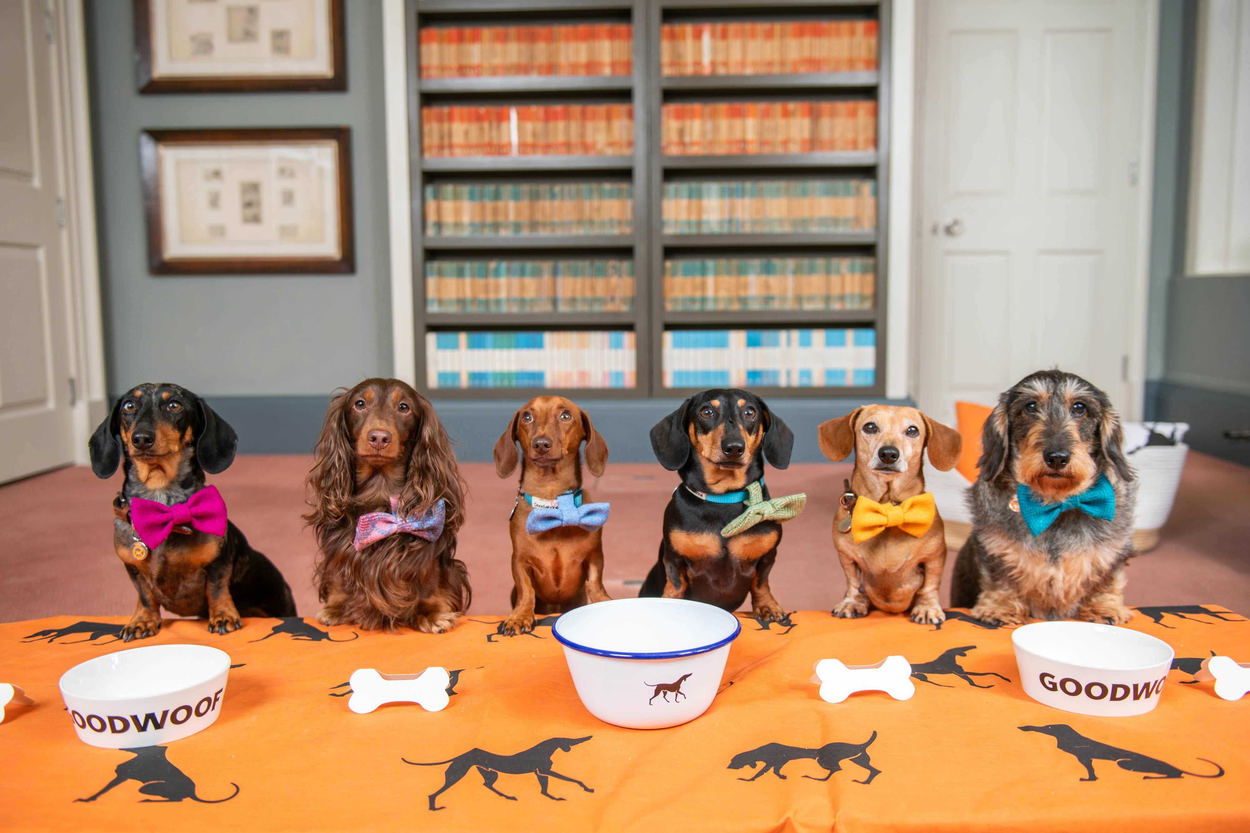 Hot Dog! Dachshund announced as celebrated breed at Goodwoof 2025