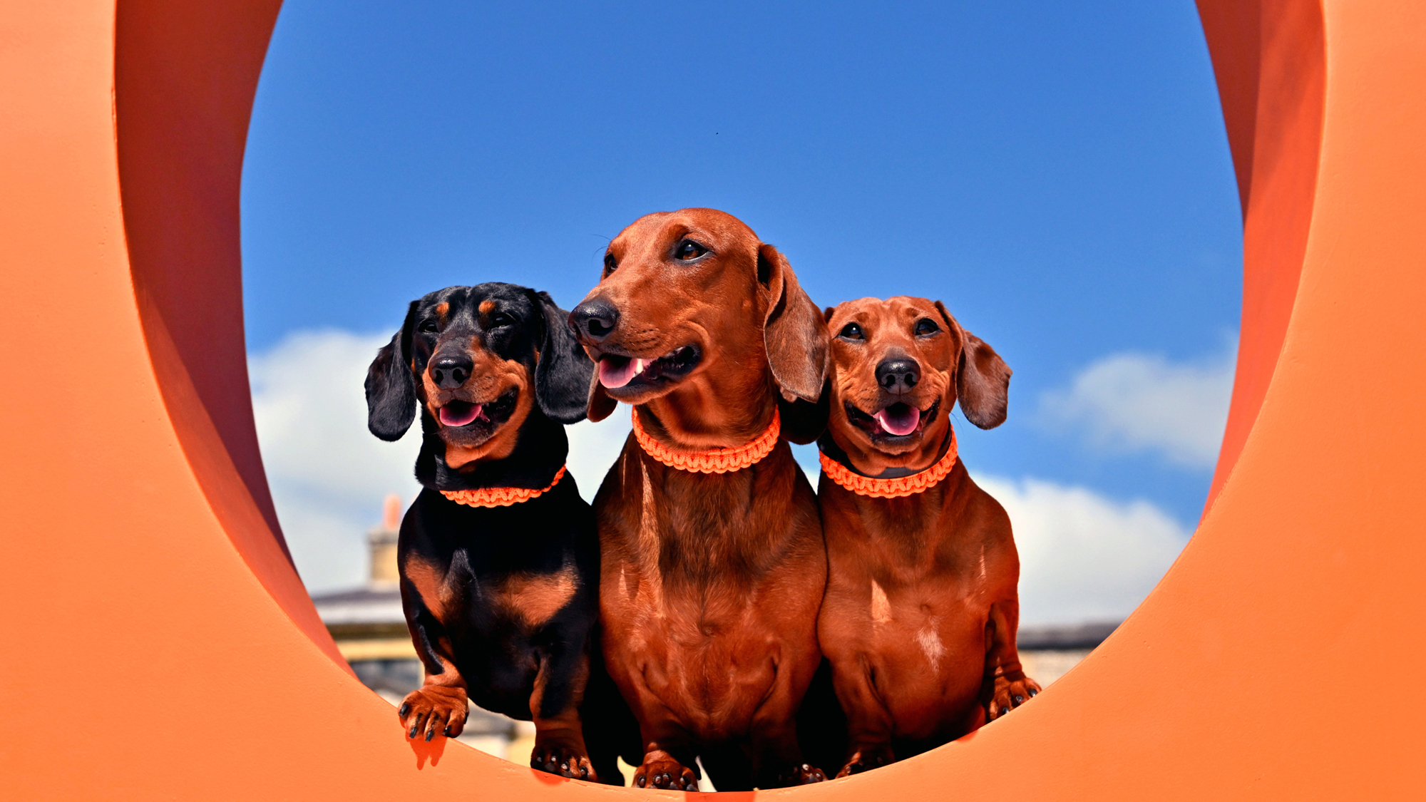 Dachshunds at Goodwoof 2025. Ph. by PA Media..JPG