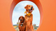 Goodwoof 2026. Ph. by PA Media, Jas Lehal..JPG