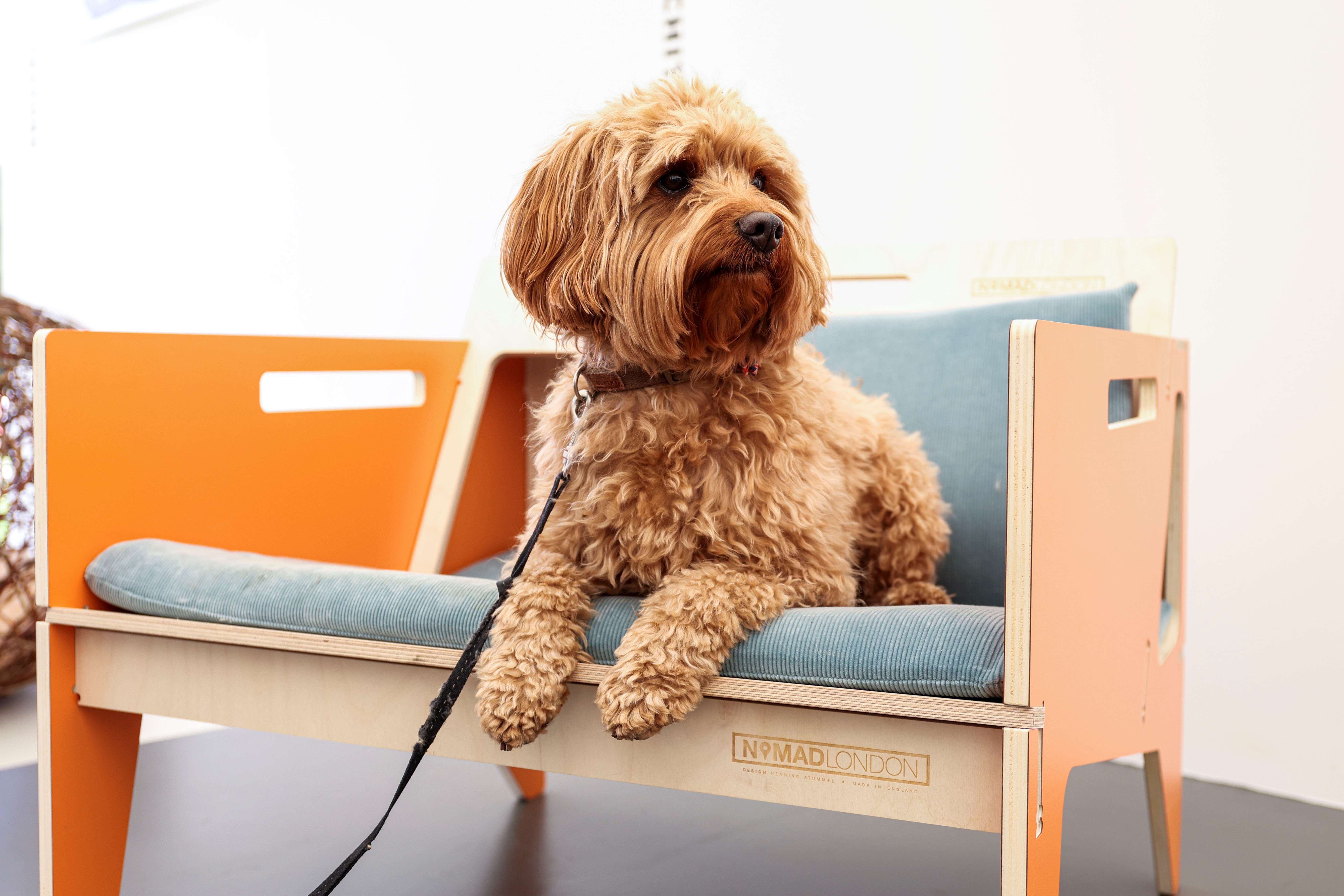 Jet-setting dogs: Goodwood announces theme for Barkitecture kennel ...