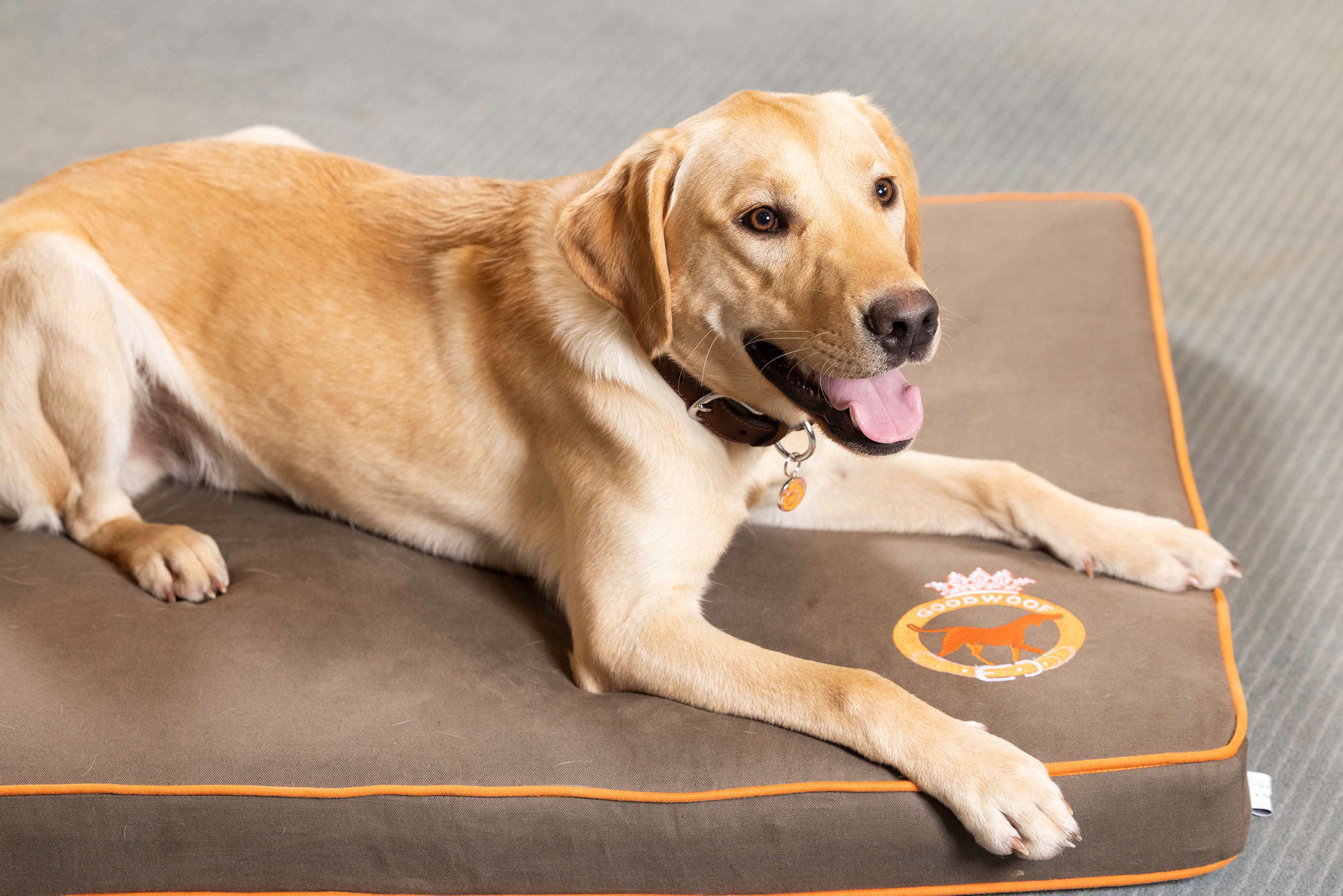 Goodwoof celebrates National Labrador Day Goodwood Media Centre